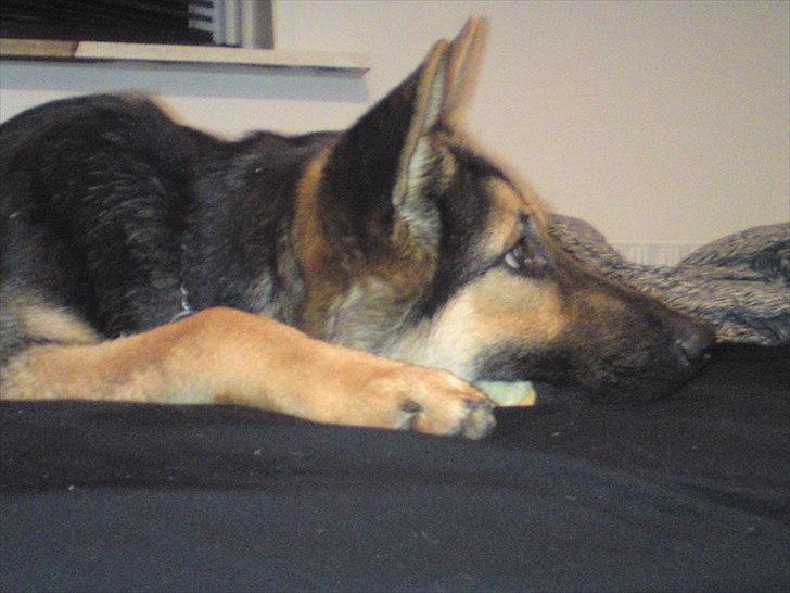 Schæferhund Aiko billede 12