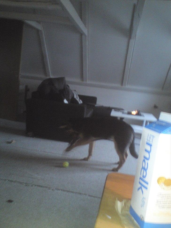 Schæferhund Aiko billede 13