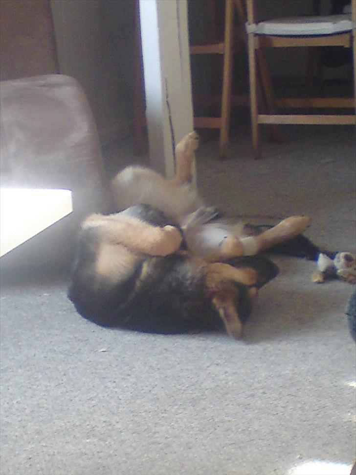 Schæferhund Aiko billede 14