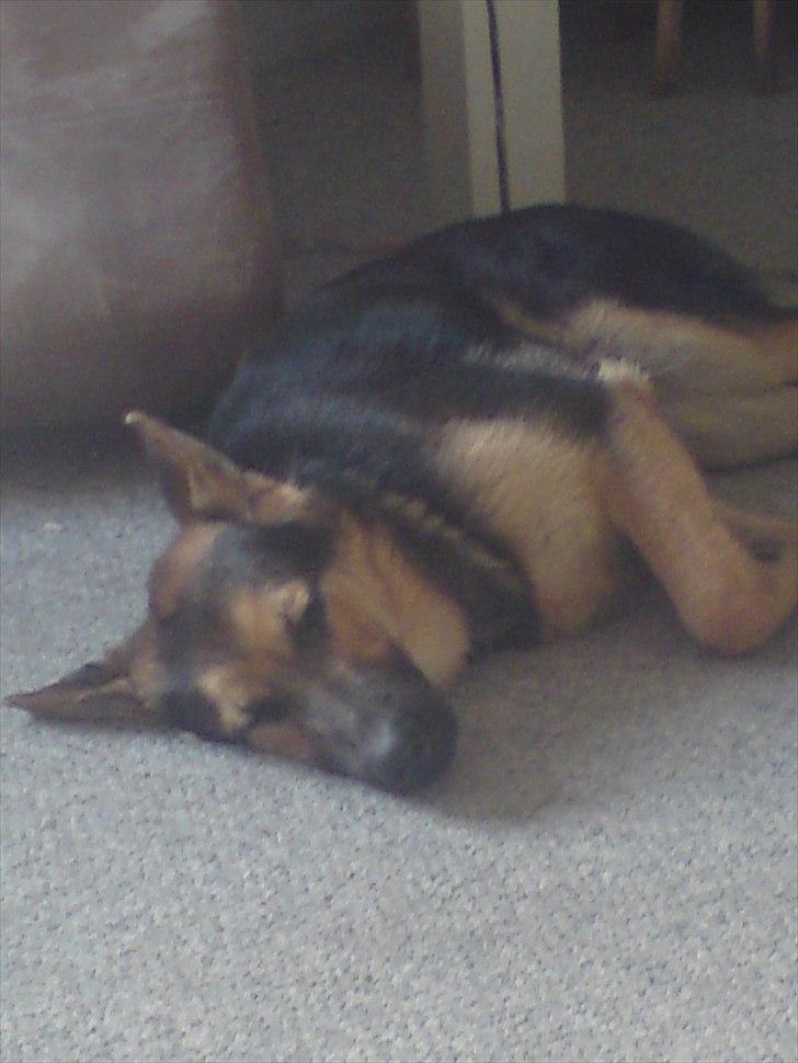 Schæferhund Aiko billede 15