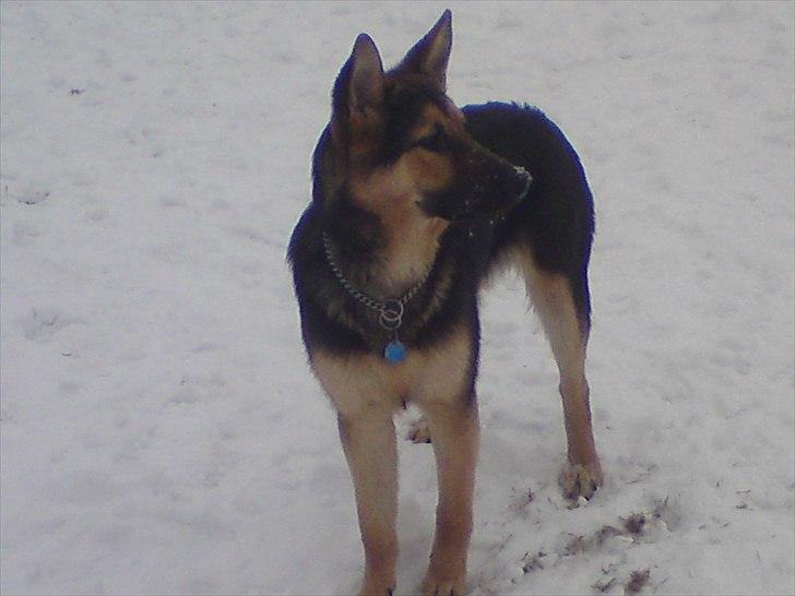 Schæferhund Aiko billede 17