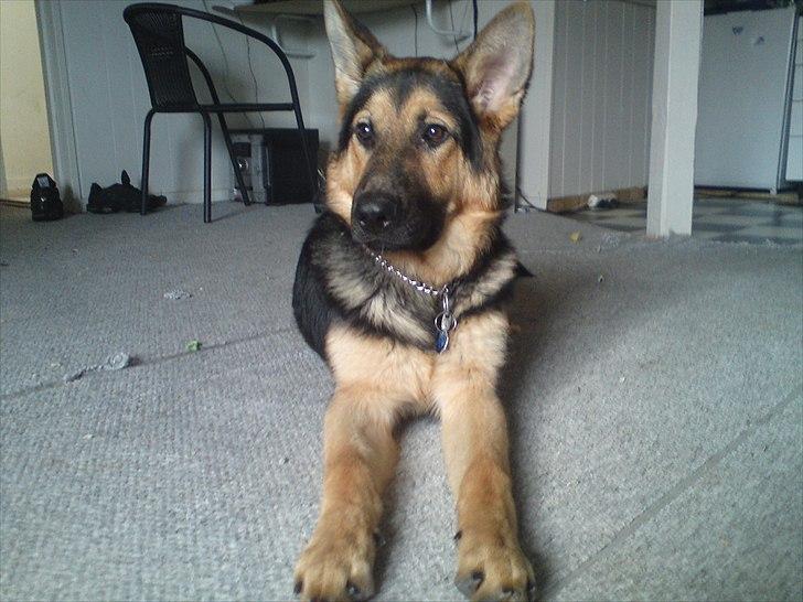 Schæferhund Aiko billede 18