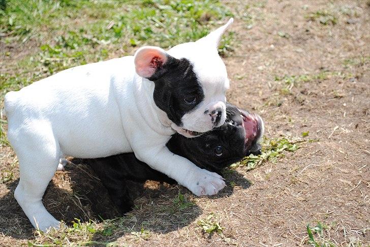 Fransk bulldog Marie billede 3