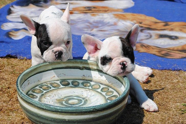 Fransk bulldog Marie billede 4