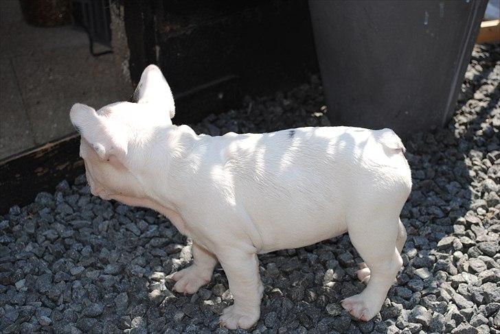 Fransk bulldog Marie billede 2