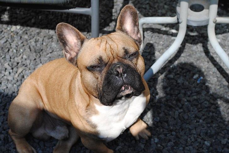 Fransk bulldog Carlos billede 11