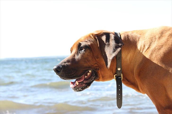 Rhodesian ridgeback (Bhara Bhara) Zibonille - 2. Zibo er en tur til stranden. ;) 
Billede: Taget af mig billede 3