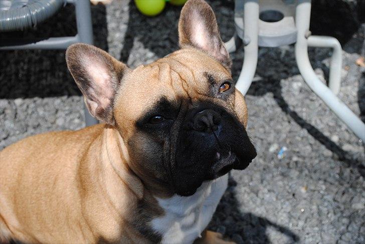 Fransk bulldog Carlos billede 12