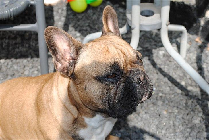 Fransk bulldog Carlos billede 13