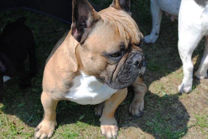 Fransk bulldog Carlos billede 14