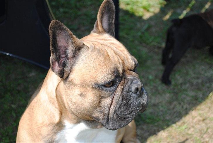Fransk bulldog Carlos billede 3