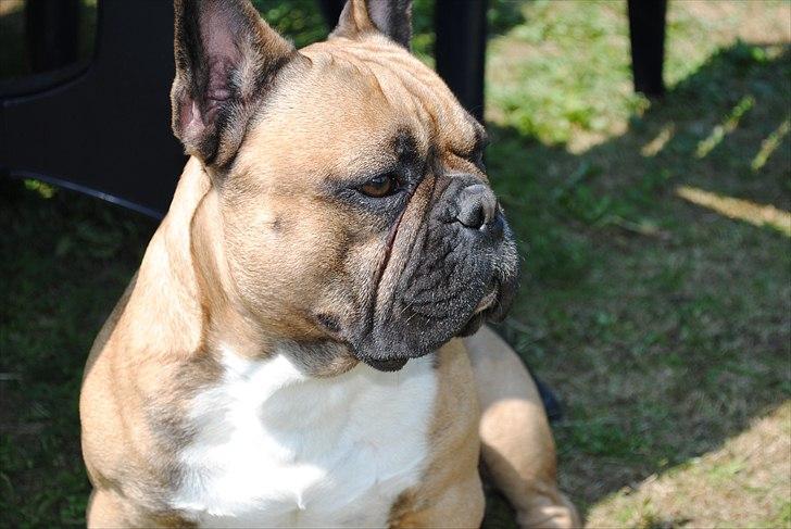 Fransk bulldog Carlos billede 15
