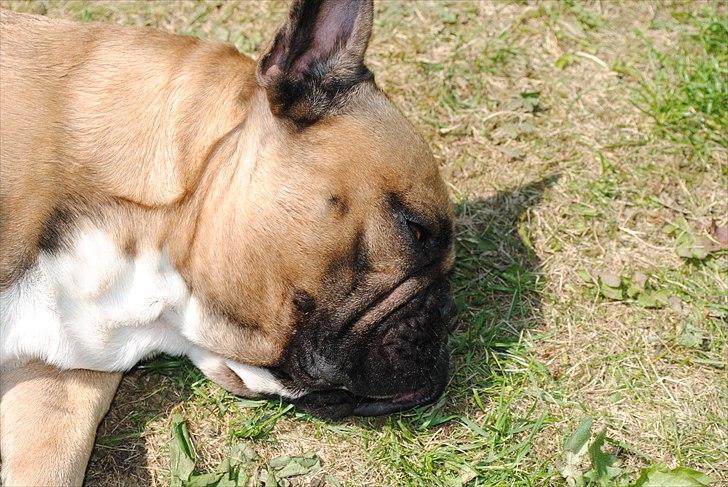 Fransk bulldog Carlos billede 2