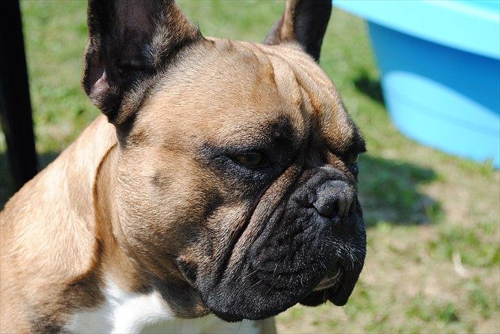 Fransk bulldog Carlos billede 1