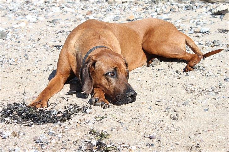 Rhodesian ridgeback (Bhara Bhara) Zibonille - 7. Zibo ligger rigtig og hygger sig i sandet, ved havet. :D 
Billede: taget af mig  billede 6