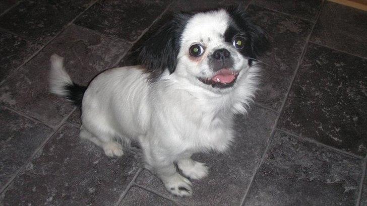 Japanese Tipo - SMIL :-) billede 1