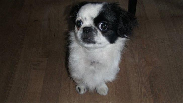 Japanese Tipo billede 15