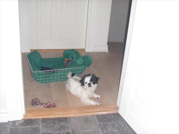 Japanese Tipo - Det var min første kurv min mor og far lavede til mig da de fik mig. billede 16