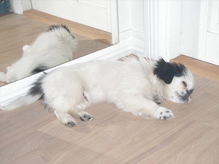 Japanese Tipo - Godnat  billede 17