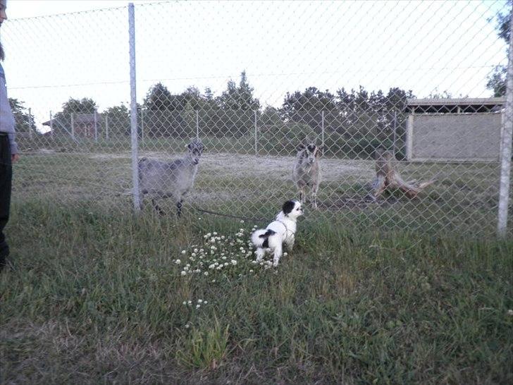 Japanese Tipo - se lige de geder der dem ville jeg lege med :-9 billede 18