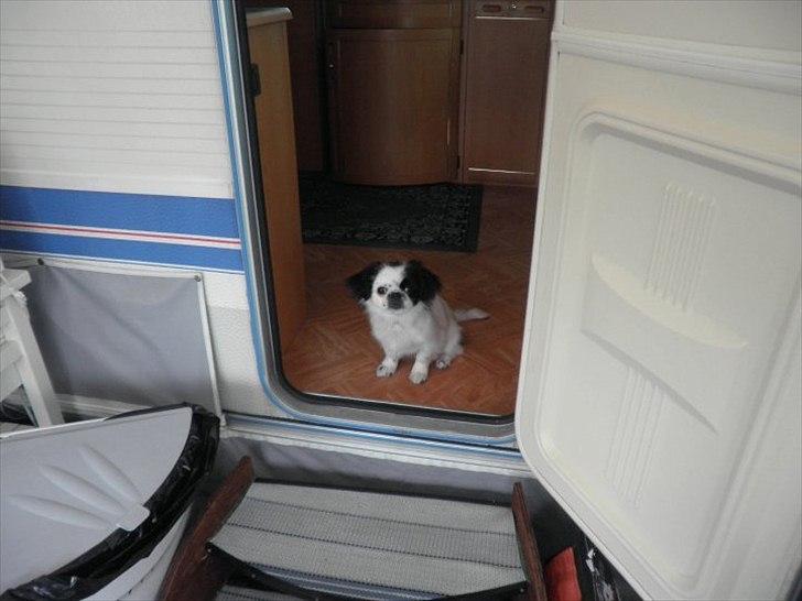 Japanese Tipo - Camping Tur. billede 20