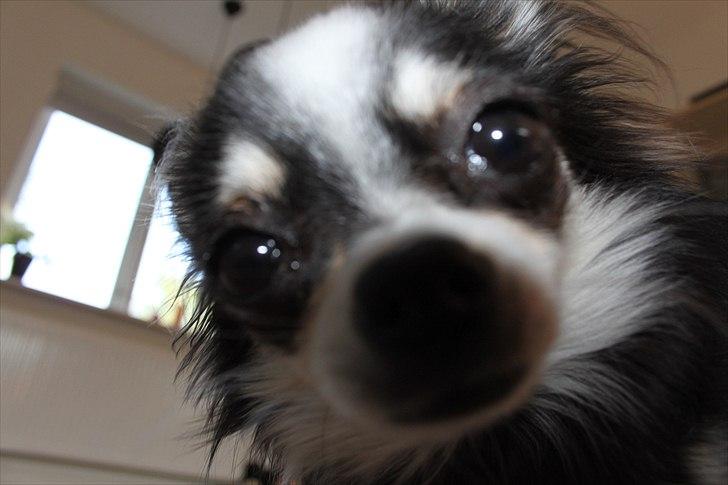 Chihuahua Coco Casanova billede 1