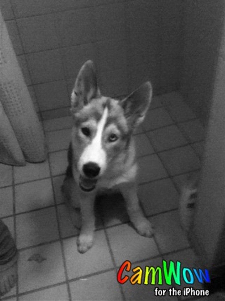 Siberian husky Emma - Saa fin hun sidder :b  billede 18