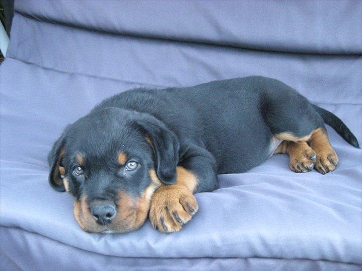 Rottweiler Barney billede 1