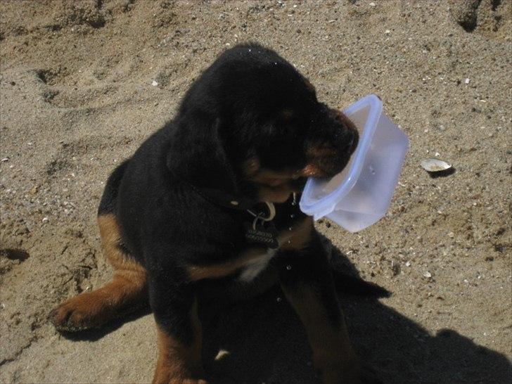 Rottweiler Barney - Barneys første strandtur billede 2