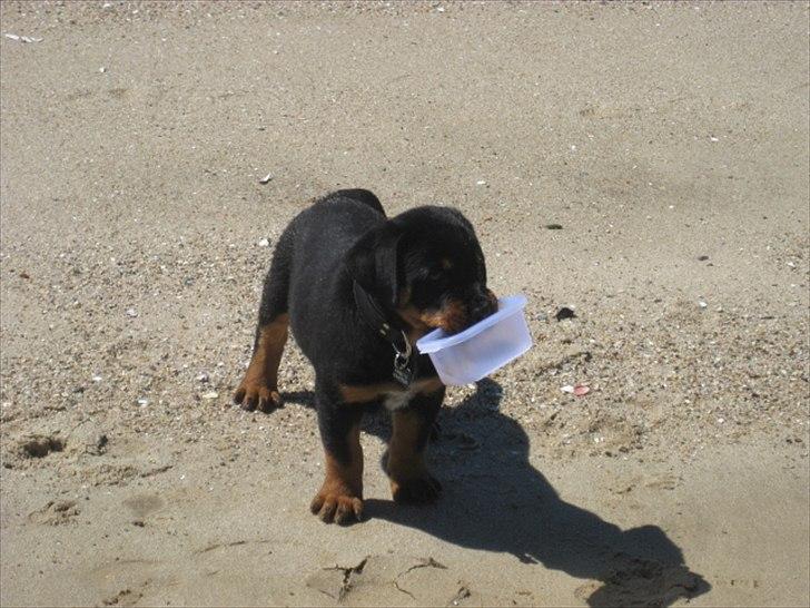 Rottweiler Barney - Barneys første standtur billede 3