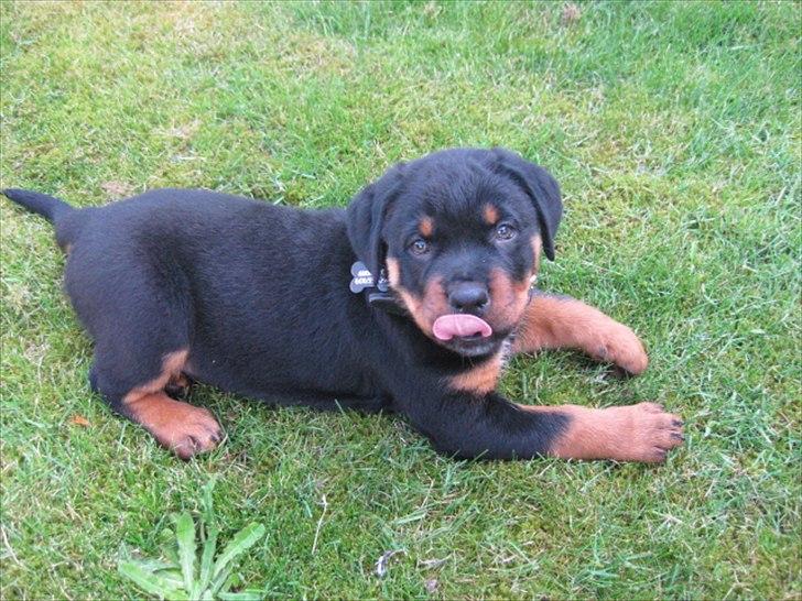 Rottweiler Barney billede 4
