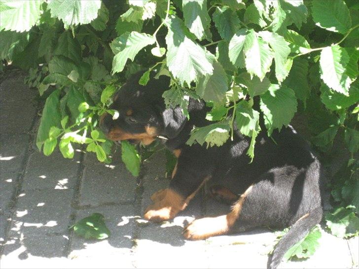 Rottweiler Barney billede 5