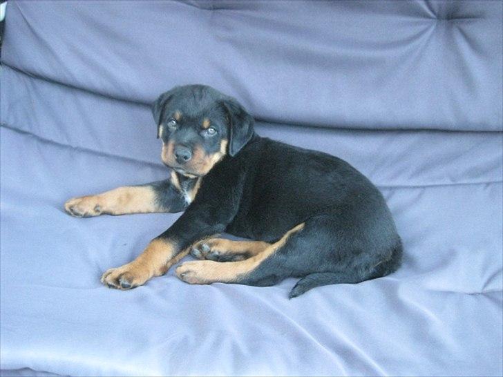 Rottweiler Barney billede 6