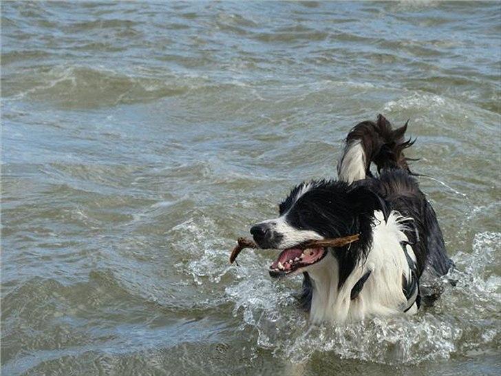 Border collie Silas billede 10