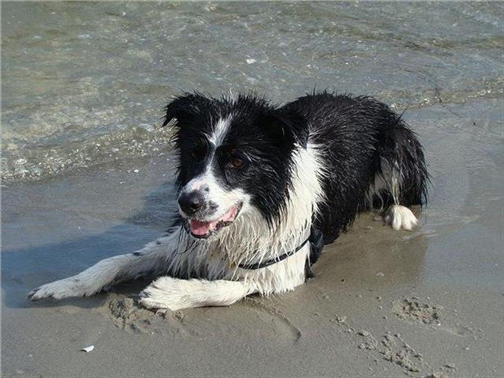 Border collie Silas billede 11