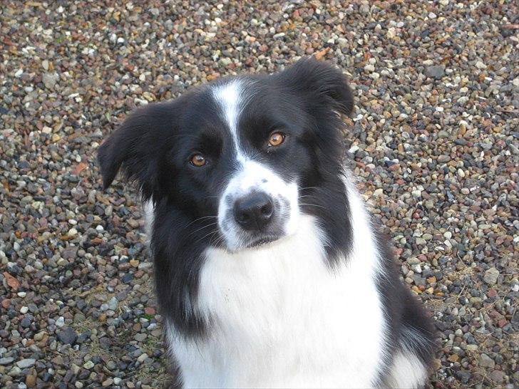 Border collie Silas billede 1