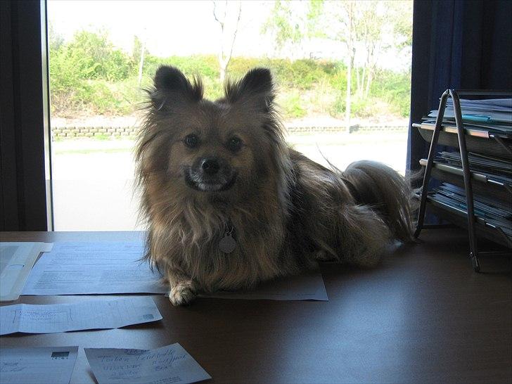 Blanding af racer Viggo - Viggo er en tur med på arbejde ;-) billede 11