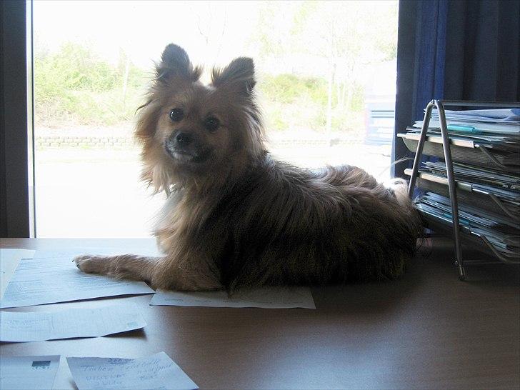 Blanding af racer Viggo - Viggo holder øje med om der kommer nogen, mens han hygger på arbejde :-) billede 12