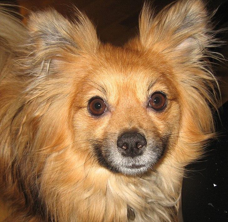 Blanding af racer Viggo - Helt tæt på :-)  billede 13