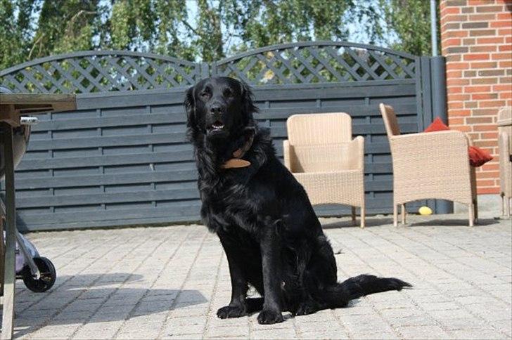 Flat coated retriever nicko billede 3