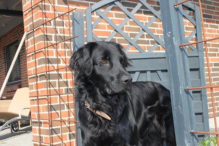 Flat coated retriever nicko billede 4