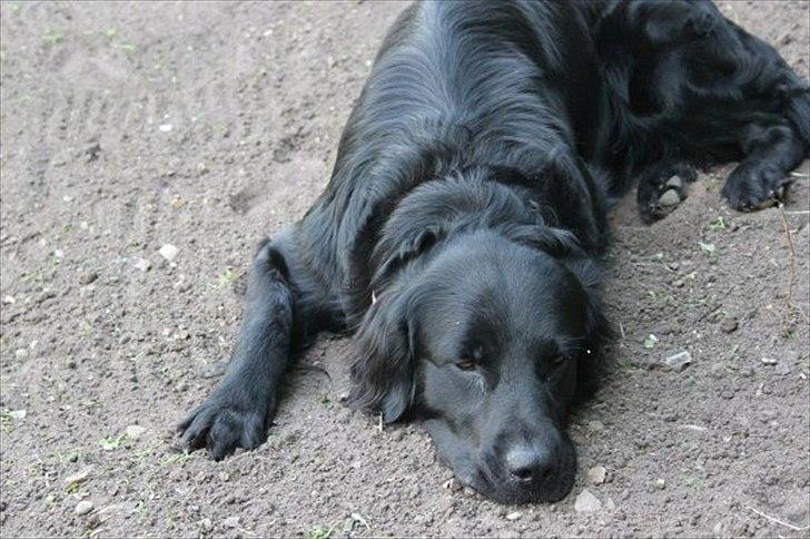 Flat coated retriever nicko billede 7