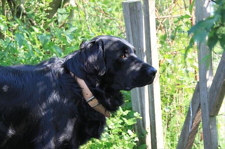 Flat coated retriever nicko billede 8