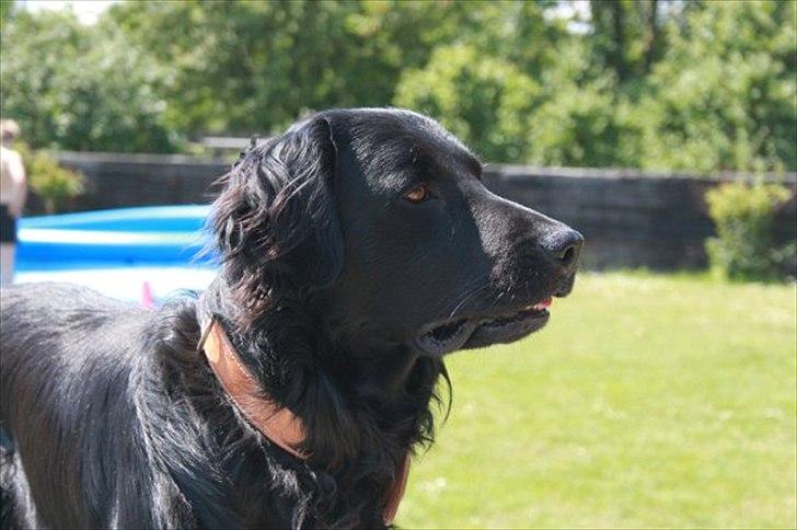 Flat coated retriever nicko billede 14