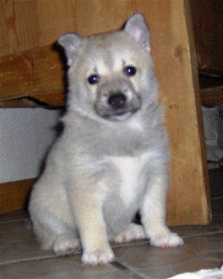 Norsk buhund Miss Bailey *Himmelhund* - Hej velkommen til min profil. jeg hedder Bailey og selv om jeg er den mest nuttede så husk at kigge forbi min søster Akitas profil også. billede 1