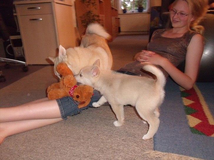 Norsk buhund Miss Bailey *Himmelhund* - Hvad har du der Akita. billede 4
