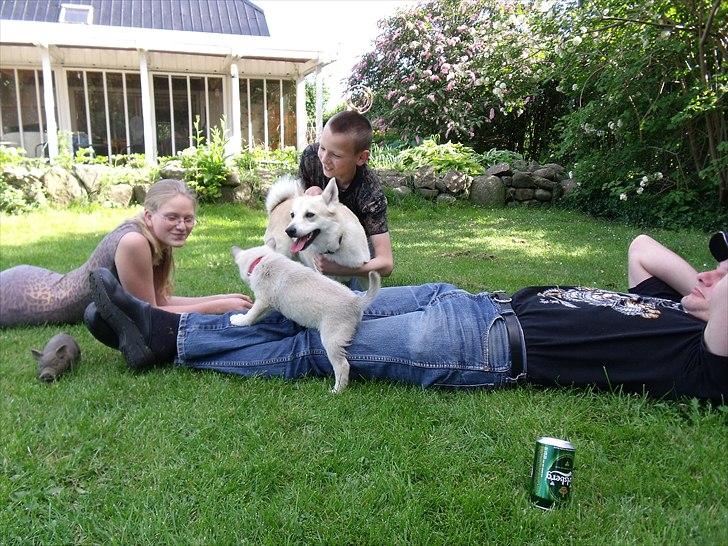 Norsk buhund Miss Bailey *Himmelhund* - Her er jeg lige kommet hjem og er ved at lære min nye familie at kende. billede 2