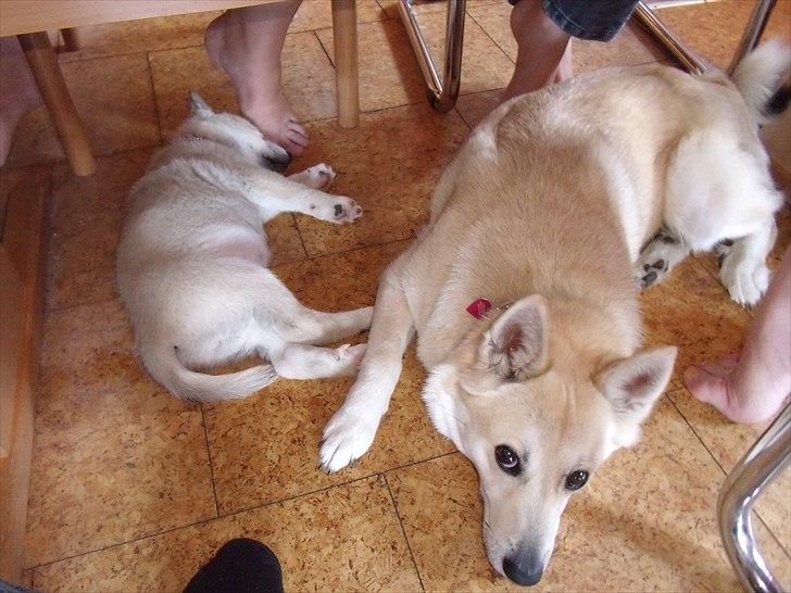 Norsk buhund Miss Bailey *Himmelhund* - Ja man bliver altså træt efter en lang dag. billede 3