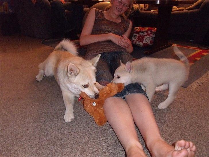 Norsk buhund Miss Bailey *Himmelhund* - Den vil jeg altså have. billede 5