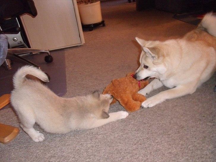 Norsk buhund Miss Bailey *Himmelhund* - Jeg giver mig ikke. Slip så. billede 6